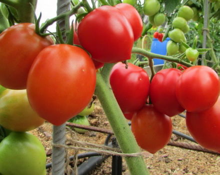 Características y descripción de la variedad de tomate Stolypin, su rendimiento.