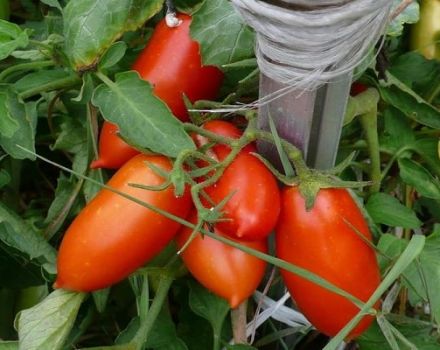 Beskrivning av tomatsorten Ukhazher och dess egenskaper