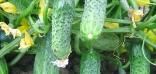 „Crispin“ agurkų veislės aprašymas, jo savybės ir derlius