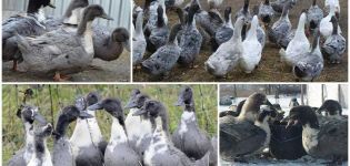 Descripción y características de la raza de patos favoritos azules, su cultivo.