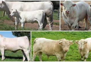 Опис и карактеристике говеда Цхаролаис, карактеристике садржаја