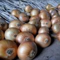 Growing, caring for and feeding onions on a turnip in the open field