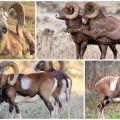 Beskrivning och varianter av vilda ramar med tvinnade horn, där de bor