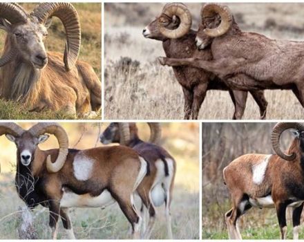 Beskrivning och varianter av vilda ramar med tvinnade horn, där de bor