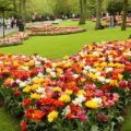 Ako pestovať tulipány krásne, výber odrôd a nápady na dizajn