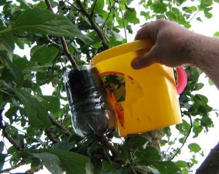 Appelboomverspreidingsmethoden thuis door stekken in de zomer, verzorging van planten