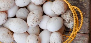 Количина јаја патке и користи и штете организму, да ли је могуће јести и у ком облику