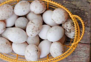 Anties kiaušinių dydis ir nauda bei žala organizmui, ar galima valgyti ir kokia forma