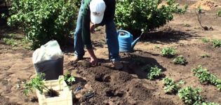 Växa och ta hand om fleråriga tomater i fönsterbrädan och i trädgården