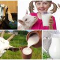 Fettinnehåll i get- och komjölk och hur man bestämmer hemma