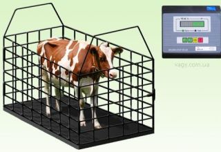 Tabella per misurare il peso vivo dei bovini, i primi 3 metodi di determinazione