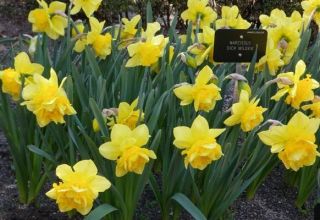 Description of the daffodil variety Dick Wilden, growing rules and propagation methods