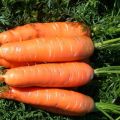 Caractéristiques et description de la variété de carotte nantaise, temps de maturation et culture