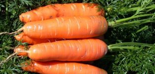 Caratteristiche e descrizione della varietà di carota di Nantes, tempo di maturazione e coltivazione