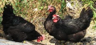 6 geriausių viščiukų veislių su juodomis spalvomis aprašymas ir laikymo taisyklės