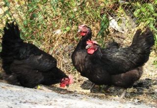 Beschrijving van de 6 beste kippenrassen met zwart verenkleed en regels voor het houden