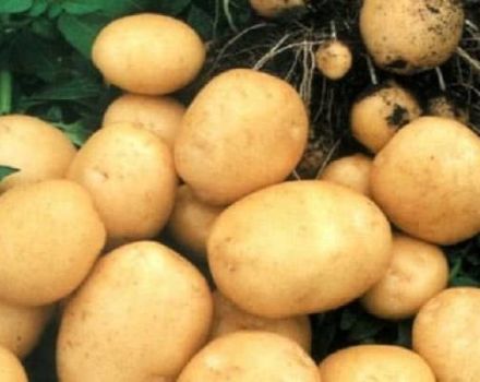 Beskrivning av Rogneda potatisvariant, funktioner för odling och vård