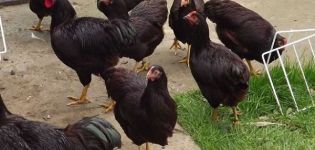 Penerangan dan ciri-ciri ayam Pulau Rhode, ciri pembiakan