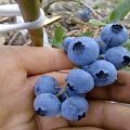 Beskrivning och egenskaper hos Toro-blåbärsorten, planterings- och vårdregler