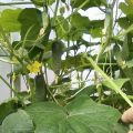 Piantare, crescere e le migliori varietà di cetrioli per una serra in policarbonato nella regione di Mosca