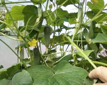 Výsadba, pestovanie a najlepšie odrody uhoriek pre polykarbonátový skleník v Moskovskej oblasti
