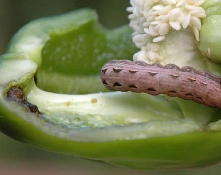 Škodcovia sladkej papriky a boj proti nim: čo robiť, čo liečiť