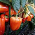 Popis odrůd papriky Khalifa, Antey a Flamenco, pěstování a výnos s fotografií