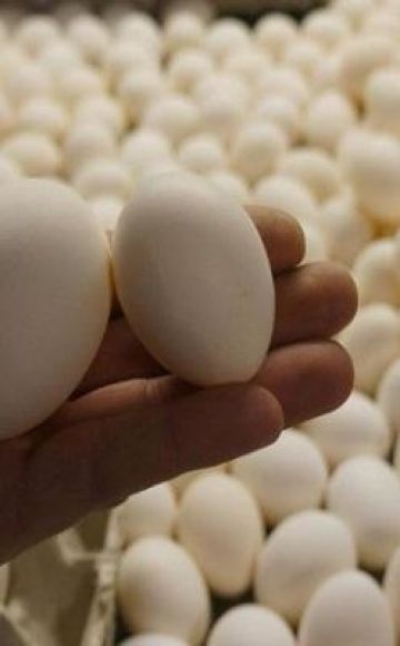 Како чувати јаја за излежавање пре постављања у инкубатор, захтеве за собу и временски распоред