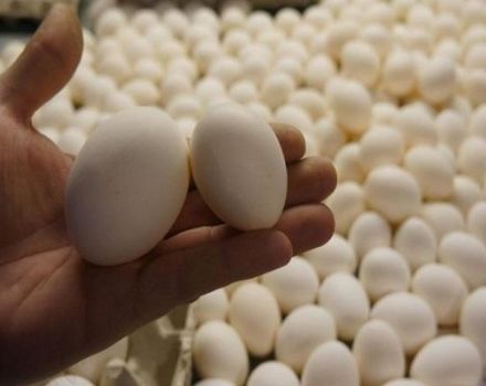 Comment conserver les œufs à couver avant de les mettre dans l'incubateur, exigences de la pièce et calendrier