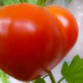 Budenovka-tomaattilajikkeen ominaisuudet ja kuvaus, sen sato