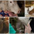 Hoeveel koeien zijn bang voor injecties en soorten injecties, waar te doen en fouten