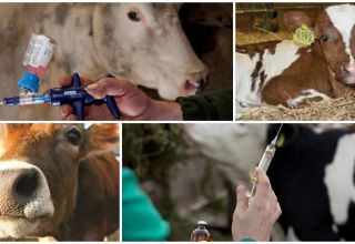 Hoeveel koeien zijn bang voor injecties en soorten injecties, waar ze fouten kunnen maken