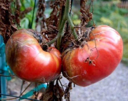 Kaip elgtis su vėlyvu pomidorų auginimu šiltnamyje ir atvirame lauke