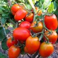 The most productive and best new varieties of tomatoes of 2020 for greenhouses and open ground