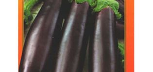 Beskrivning av variationen av aubergine King of the Market F1, funktioner för odling och vård