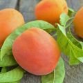 Beskrivning av aprikosvariet Rödkinnade och sjukdomar, plantering och vård, vinterhårdhet