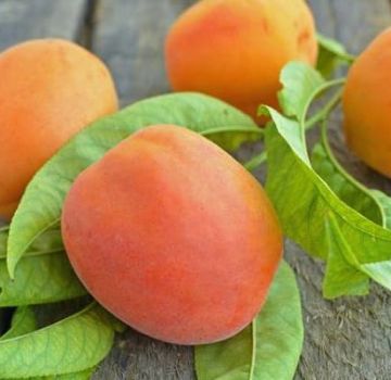 Penerangan mengenai pelbagai jenis aprikot Pipi merah dan penyakit, penanaman dan penjagaan, ketahanan musim sejuk