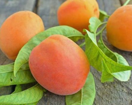 Beskrivning av aprikosvariet Rödkinnade och sjukdomar, plantering och vård, vinterhårdhet
