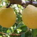 Description de la variété d'abricot Limonka et caractéristiques de rendement, nuances de culture