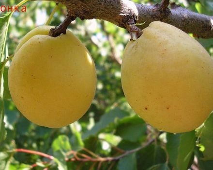 Beschrijving van abrikozenras Limonka en kenmerken van de opbrengst, nuances van teelt