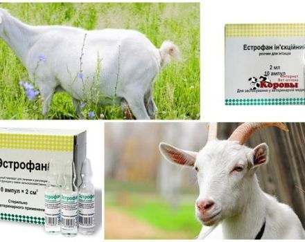 Састав и упутства за употребу Естрофана за козе, дозирање и аналоге