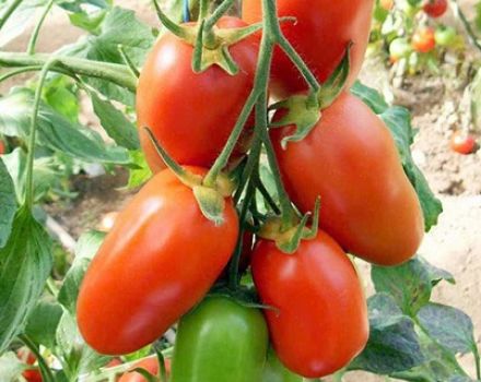 Kenmerken en beschrijving van de tomatensoort Ladies 'saint