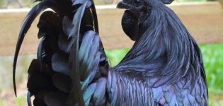 Historien om framväxten och rasen av svarta kycklingar med svart kött, underhållsregler