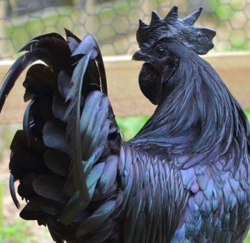 Историята на появата и породата черни пилета с черно месо, правила за поддръжка