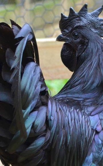 Juodų viščiukų su juoda mėsa atsiradimo ir veislės istorija, priežiūros taisyklės