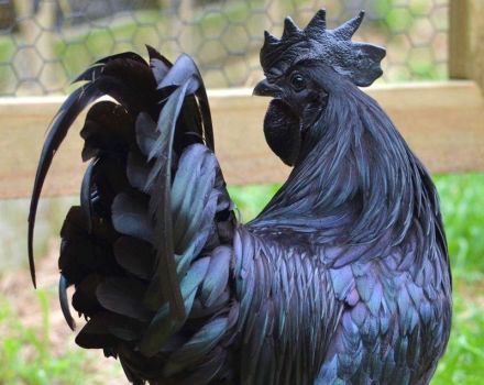 De geschiedenis van de opkomst en het ras van zwarte kippen met zwart vlees, onderhoudsregels