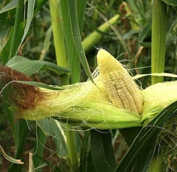 Подручја у којима кукуруз расте и најбоље се узгаја у Русији и свету