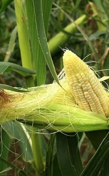 Подручја у којима кукуруз расте и најбоље се узгаја у Русији и свету