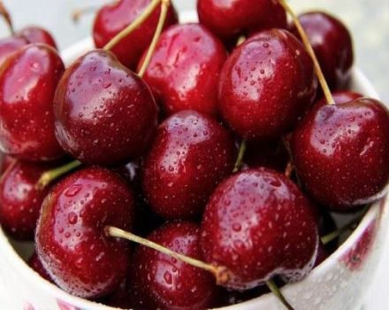 Đặc điểm và mô tả các giống cherry Vasilisa, cách trồng và chăm sóc