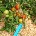Opis odrody paradajok Leningradskiy Kholodok, vlastnosti pestovania a výnos